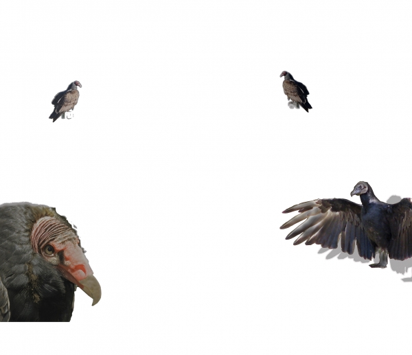 Creation of Hungry Birds?: Step 3